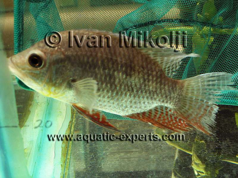 Chaetobranchus flavescens